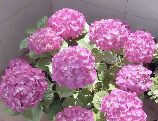 粉色绣球花寓意什么？粉色绣球花的花语解读？