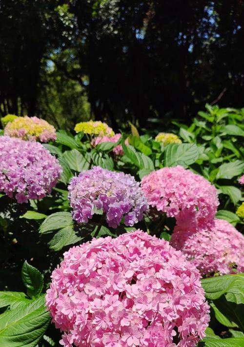 粉色绣球花寓意什么？粉色绣球花的花语解读？