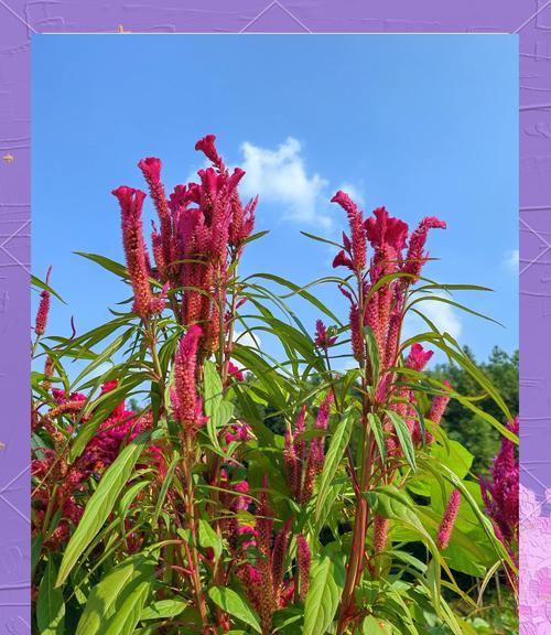 千层花在花语中代表什么？千层花的象征意义有哪些？