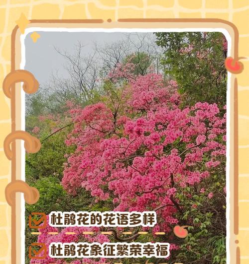 千层花在花语中代表什么？千层花的象征意义有哪些？