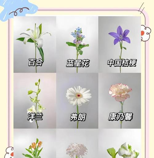 花材的基本知识和寓意是什么？