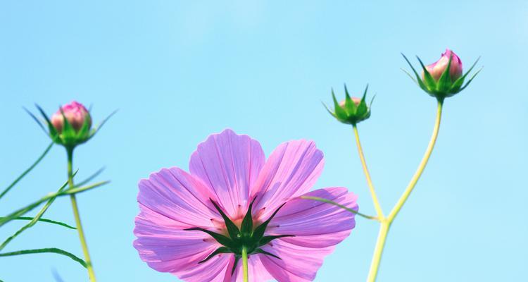 哪些花卉代表惋惜？如何用花表达惋惜之情？