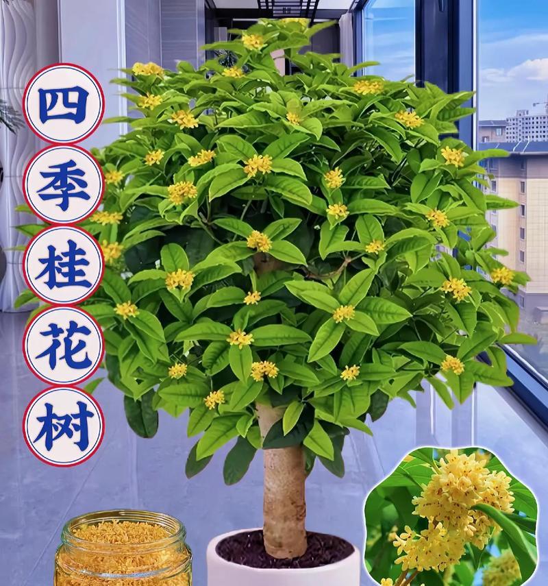 木樨花的寓意和禁忌有哪些？如何正确使用？