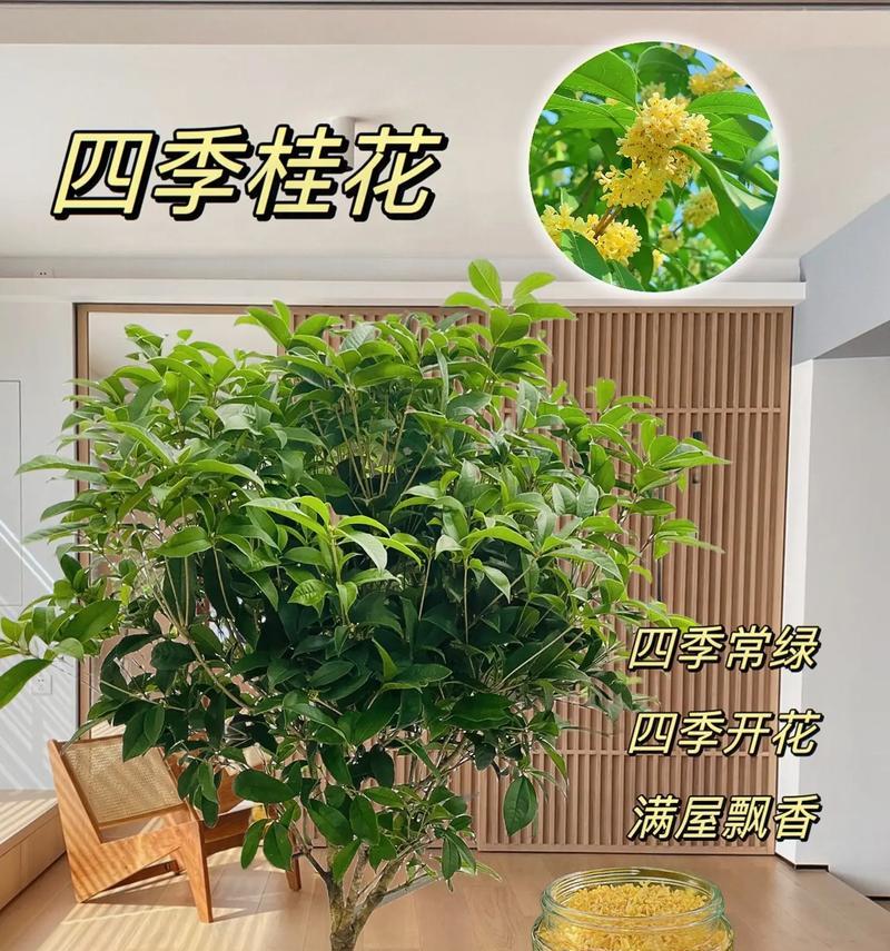木樨花的寓意和禁忌有哪些？如何正确使用？