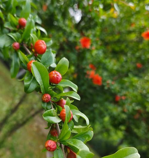 花笑脸多枝代表的含义和象征是什么？