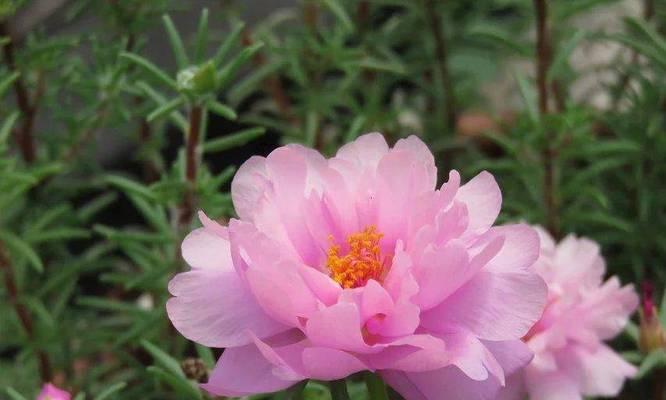 太阳花边象征的花有哪些？它们各自代表什么？