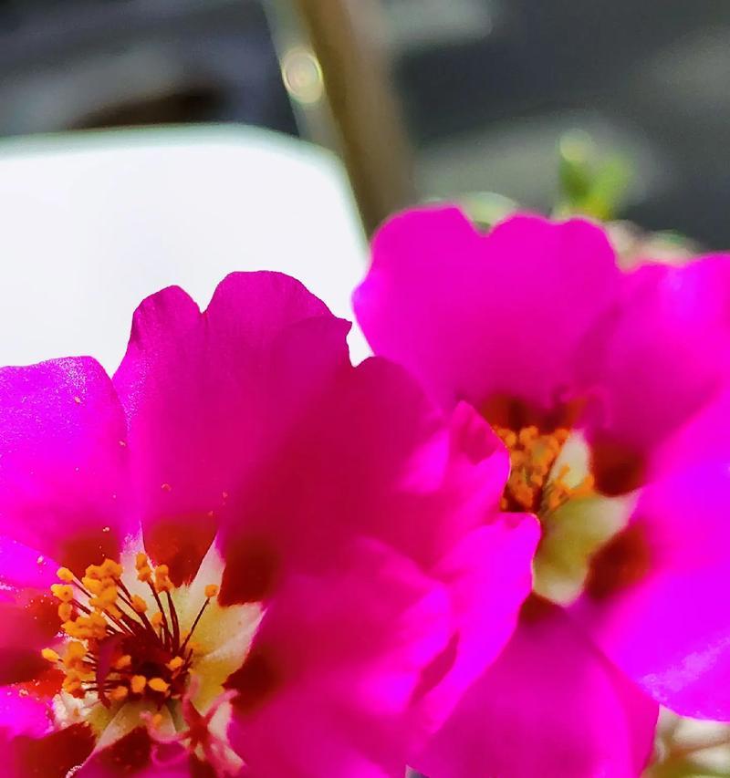 太阳花边象征的花有哪些？它们各自代表什么？