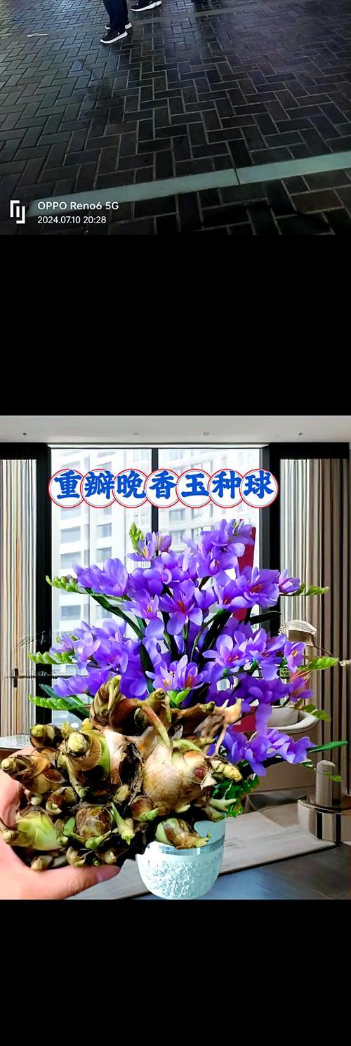 哪些花卉既寓意好又易于种植？它们的特点是什么？
