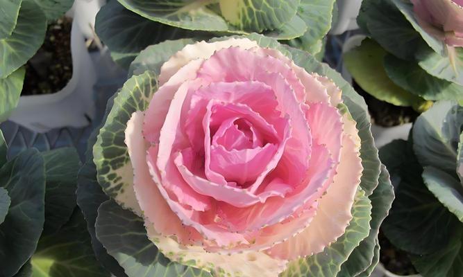 哪些花卉既寓意好又易于种植？它们的特点是什么？