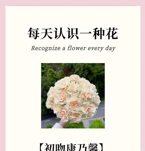 红康乃馨的花语和寓意是什么？为什么红康乃馨常作为母亲节礼物？