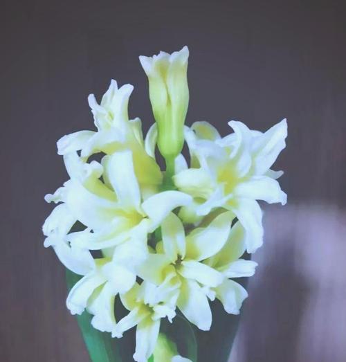 诗经中野性的象征花有哪些？