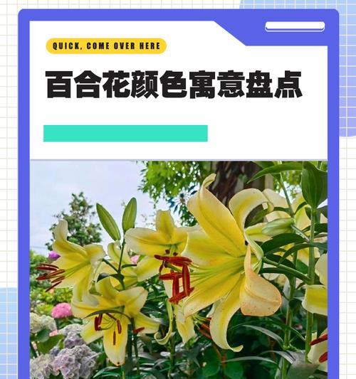 百合花的含义是什么？象征意义有哪些？