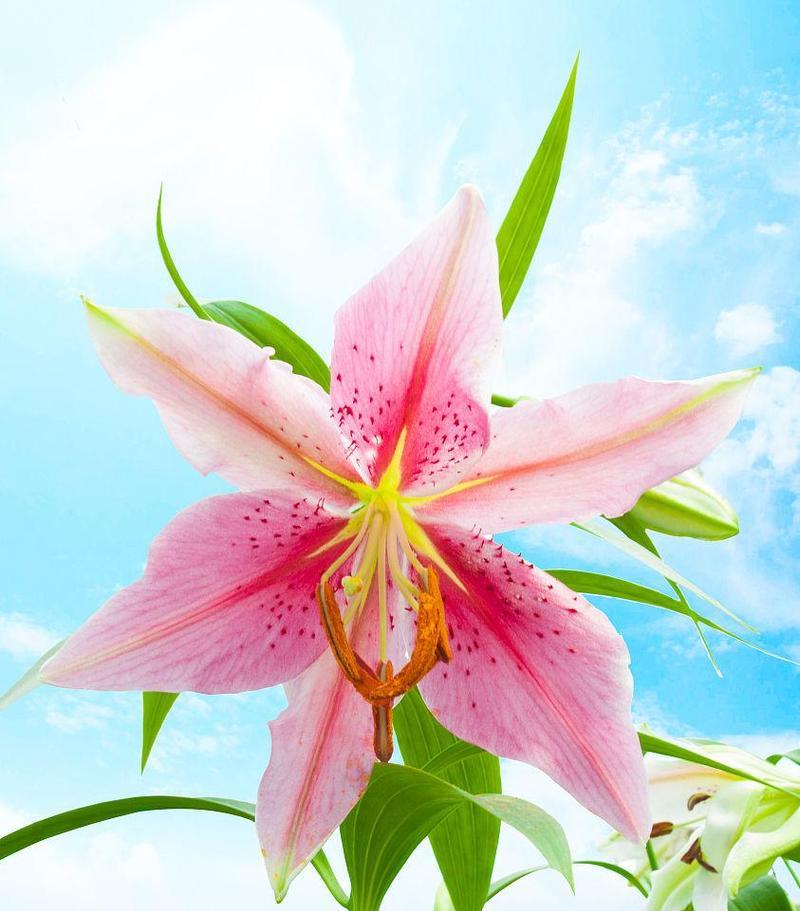 百合象征颜色的花有哪些？这些颜色在色彩心理学中扮演什么角色？