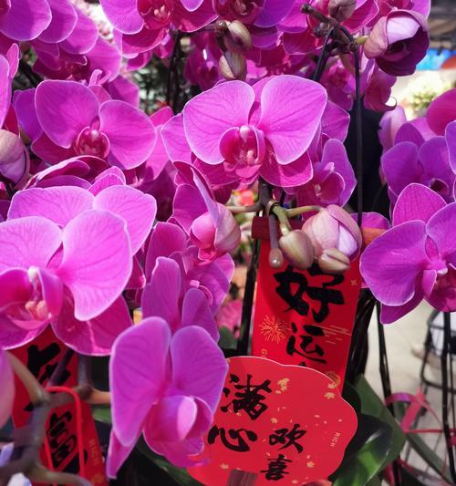 木兰花的花语和象征意义是什么？