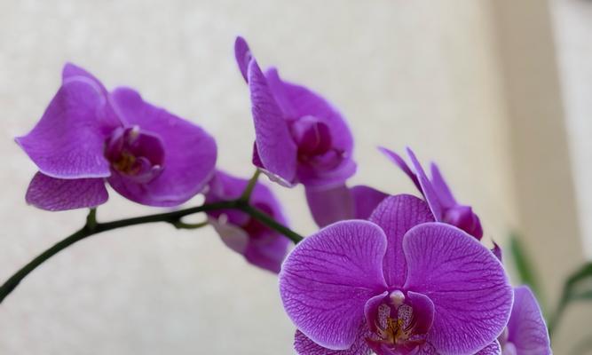 木兰花的花语和象征意义是什么？