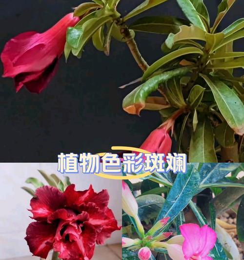 木兰花的花语和象征意义是什么？