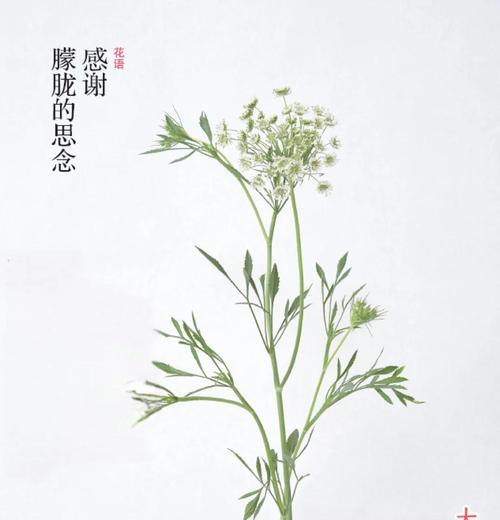 依米花的花语及其象征意义是什么？