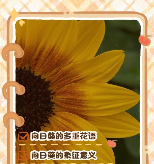 依米花的花语及其象征意义是什么？