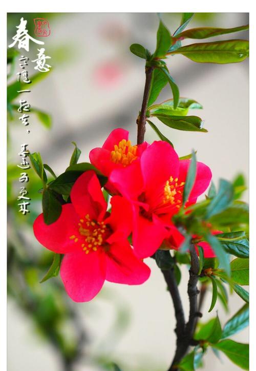 人间寂寞花在文学中象征什么？