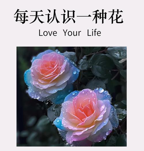 七彩玫瑰花语含义与颜色差异是什么？