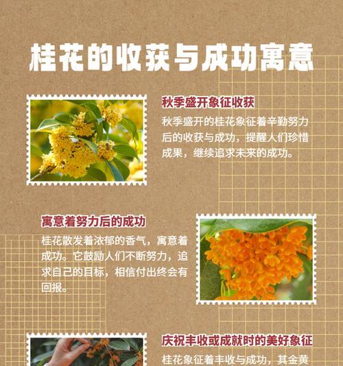 哪些花朵寓意好？它们各自代表什么含义？
