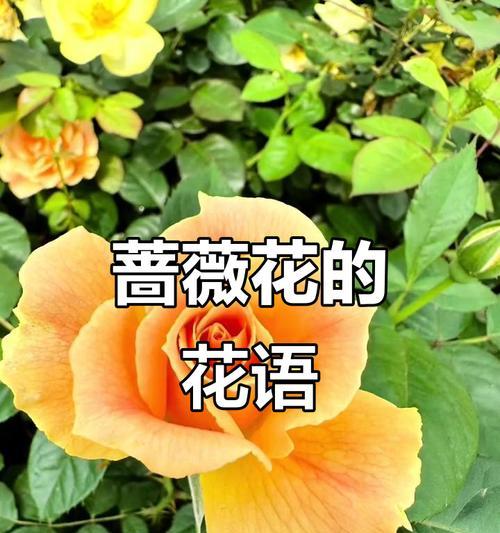 花开放的花语及其象征意义是什么？