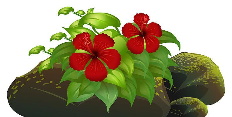 白底红花的象征意义是什么？白底红花代表什么含义？