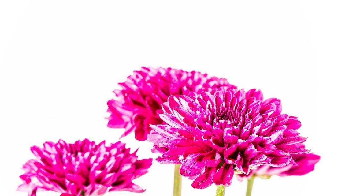 白底红花的象征意义是什么？白底红花代表什么含义？