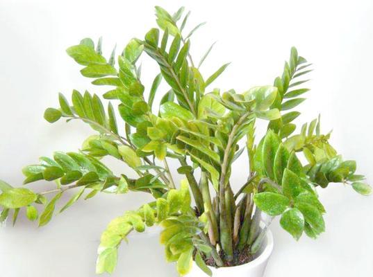 哪些花卉的寓意与轮回相悖？