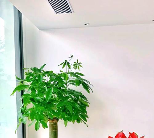 哪些花卉的寓意与轮回相悖？