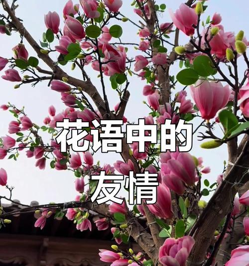 花象征友谊复合的寓意是什么？