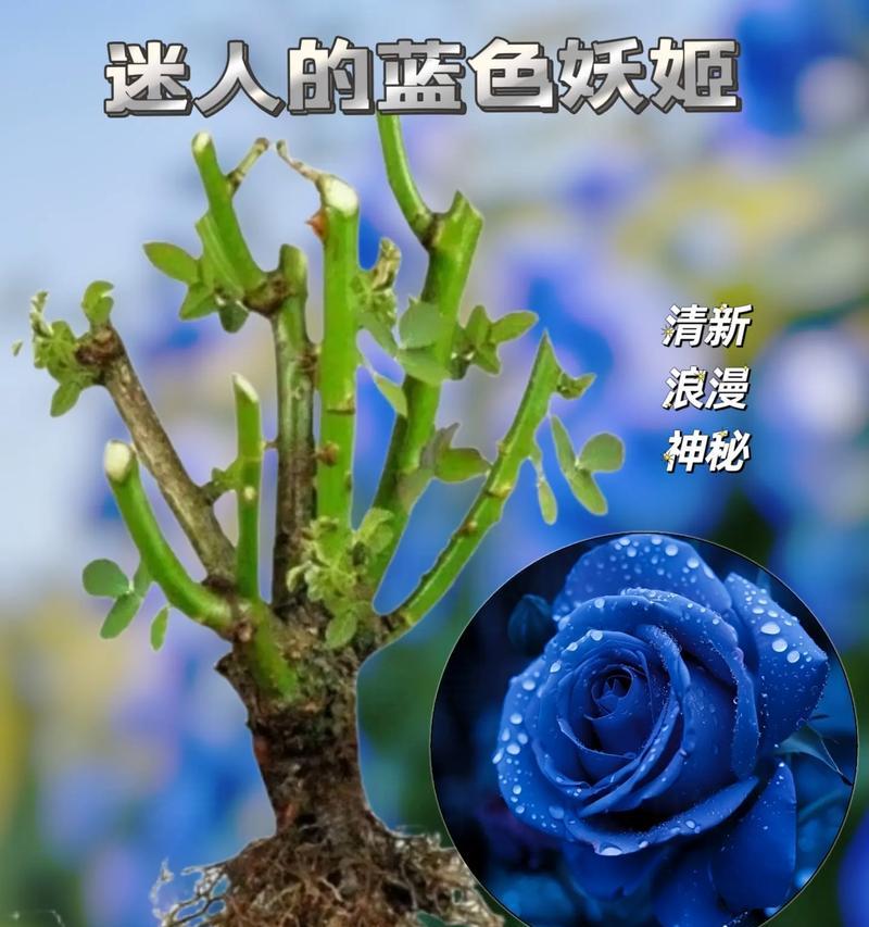 蓝色妖姬的花语和象征意义是什么？