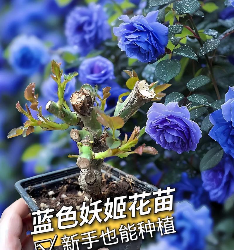 蓝色妖姬的花语和象征意义是什么？