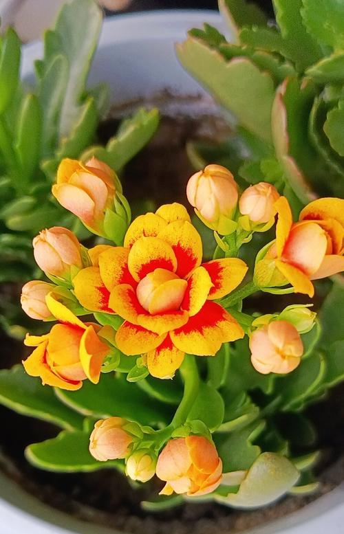 夏天食物象征的花朵及其代表是什么？