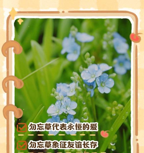 花名背后的花语是什么？含义如何理解？
