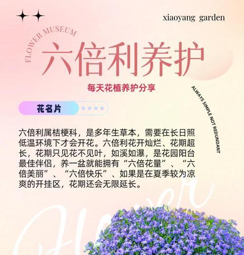 花名背后的花语是什么？含义如何理解？