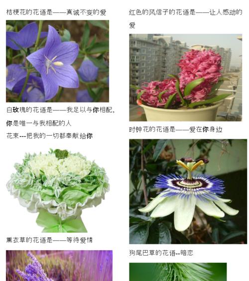 各种鲜花的寓意是什么？它们各自在花语中代表了什么？