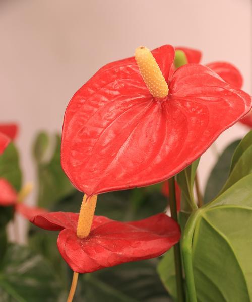 红掌花的花语是什么意思？它象征着什么？