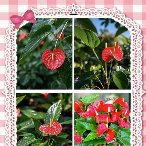 红掌花的花语是什么意思？它象征着什么？