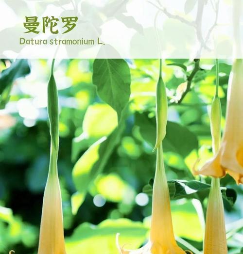 蓝曼陀罗花代表了什么？探索蓝曼陀罗的神秘花语是什么？