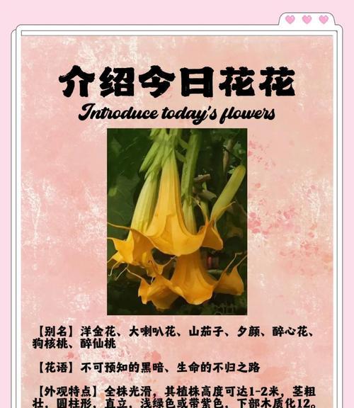 蓝曼陀罗花代表了什么？探索蓝曼陀罗的神秘花语是什么？