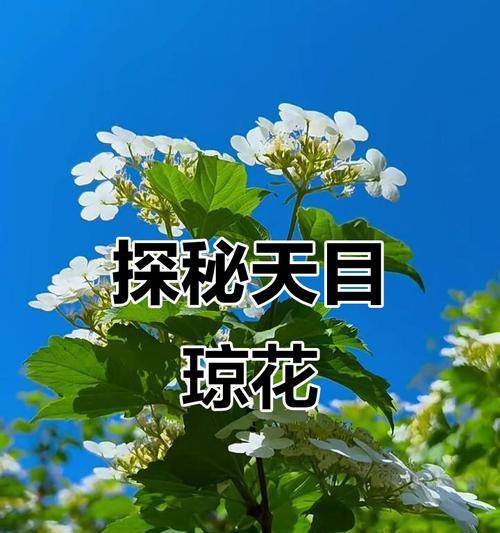 琼花代表什么？琼花的美丽象征意义是什么？