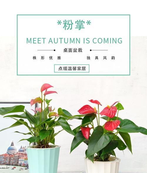 红掌花的寓意是什么？它在室内装饰中的作用？