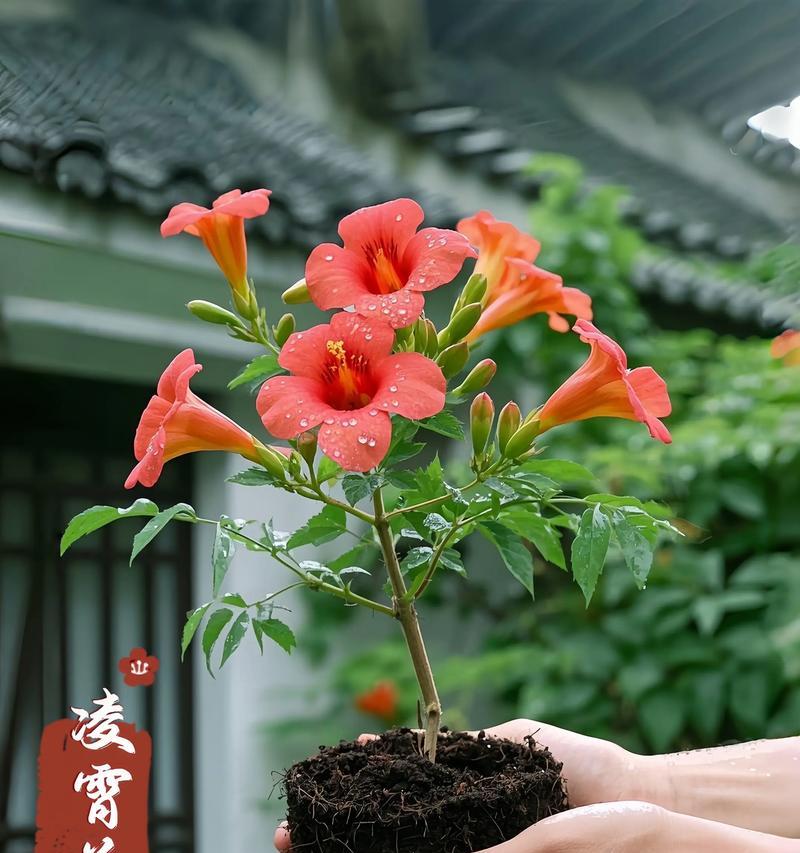 灵肖花的含义是什么？灵肖花象征着什么？
