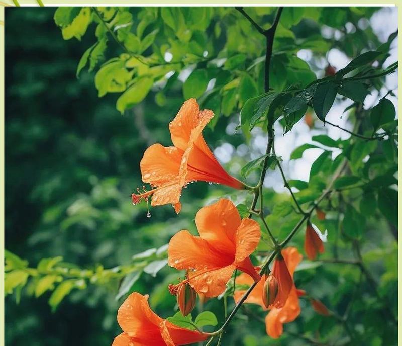 灵肖花的含义是什么？灵肖花象征着什么？
