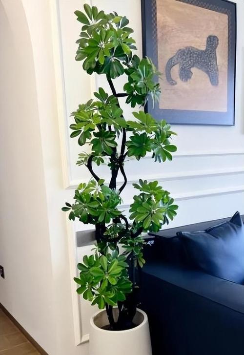 送媳妇的花卉礼物寓意是什么？哪些花卉适合送给爱人？