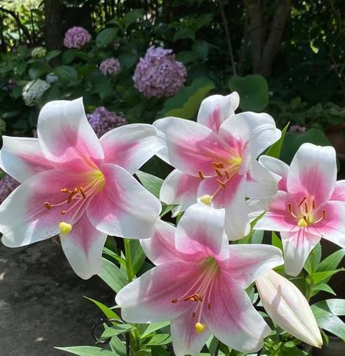 送媳妇的花卉礼物寓意是什么？哪些花卉适合送给爱人？