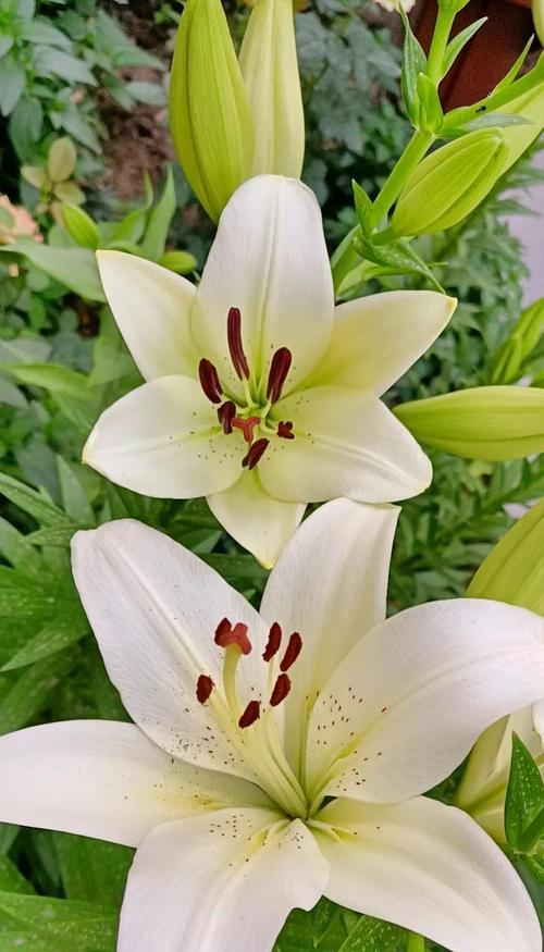 百和花的花语及其代表意义是什么？