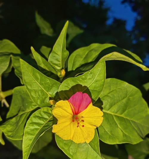 紫茉莉花语寓意是什么？它象征着什么？