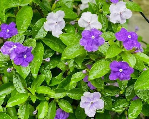紫茉莉花语寓意是什么？它象征着什么？